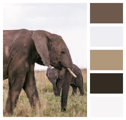 Animals African Elephants Safari Image
